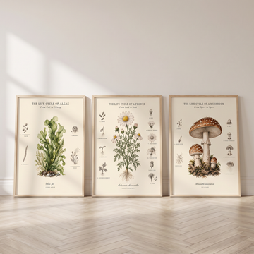 Vintage Botanical Life Cycle Natural History Scientific Wall Art Set. High Resolution Digital Download 300 DPI.