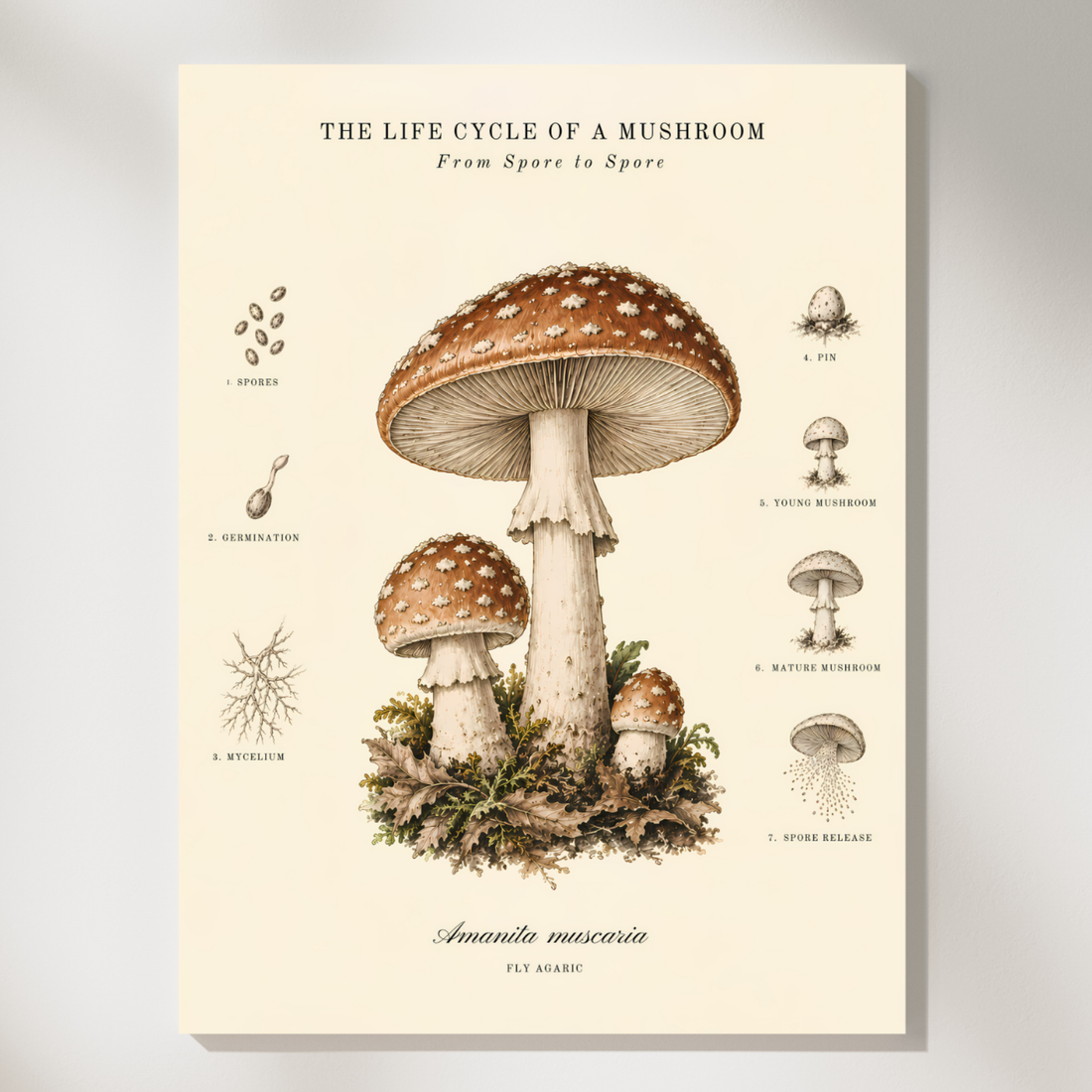 Set of three vintage natural history prints showing plant and mushroom life cycles on aged cream paper