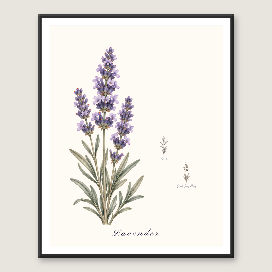 Set of six vintage botanical flower studies of lavender, sunflower, poppy, herb, tulip and daisy on cream paper