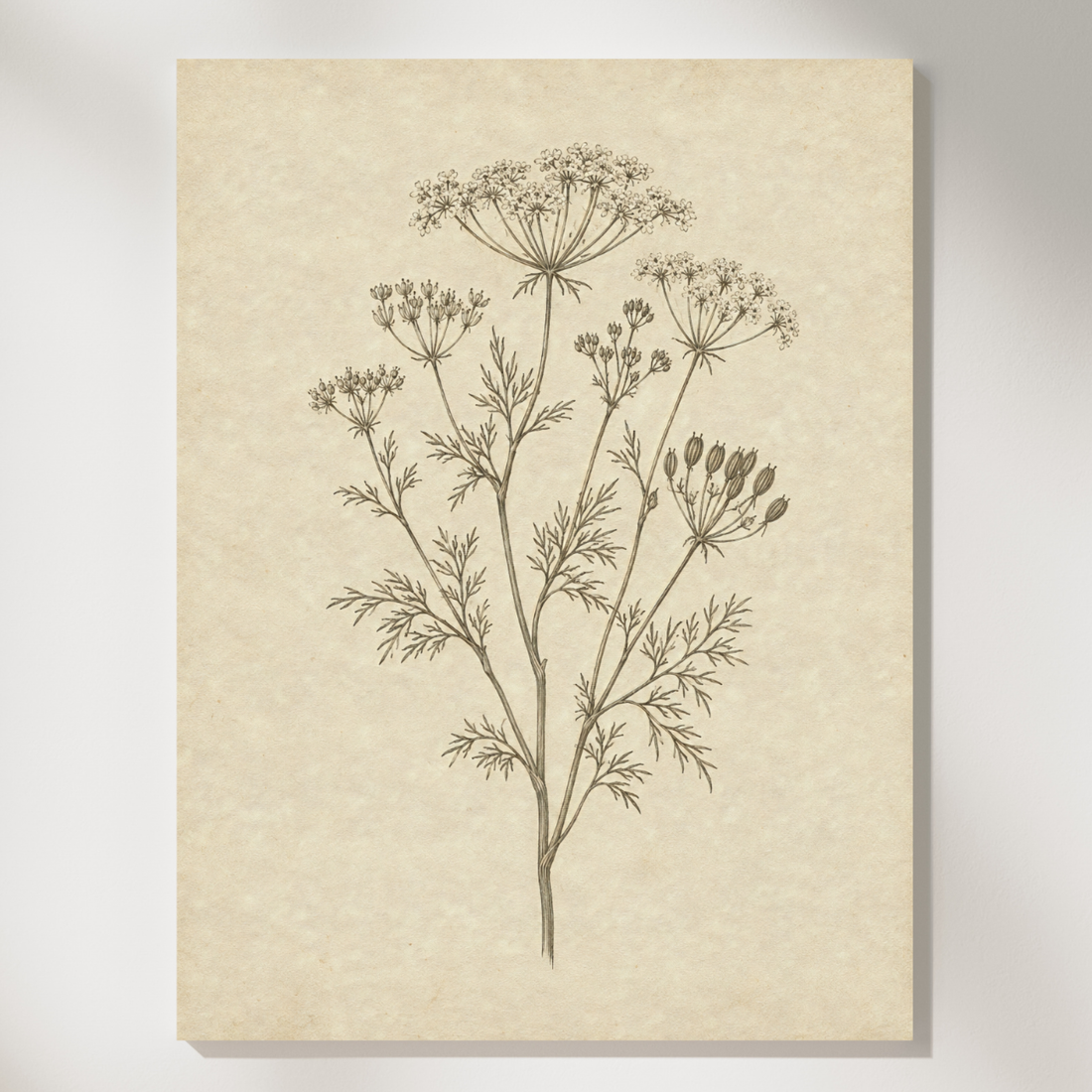 Vintage botanical engraving of delicate Queen Anne's lace stems on a neutral parchment background
